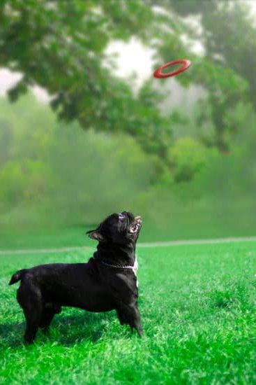 Step-by-step guide on how to train a dog to sleep peacefully through the night