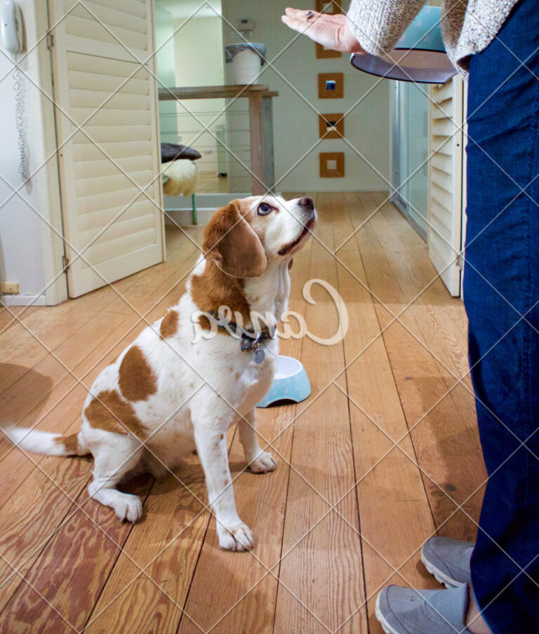 Technique for Training a Dog to Stay Still During Pooping