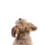 How to Use a Click Stick for Dog Training Step-by-step guide on how to use a click stick for dog training effectively
