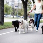 How to Train Your Dog as a Military Dog Basic training tips for HOW TO TRAIN YOUR DOG AS A MILITARY DOG