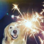 How to Train Dog to Listen to Commands How to Train Dog to Listen to Commands: Effective Techniques for Obedience Training