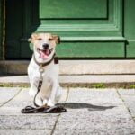 What Dogs Are Easy to Potty Train Easy to potty train dog breeds: Labrador Retriever