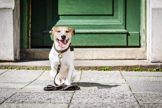 What Dogs Are Easy to Potty Train 1 Easy to potty train dog breeds: Labrador Retriever