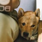 How to train a dog who won't take treats: Use positive reinforcement, toys, or playtime as rewards