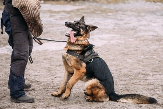 How to Train Dog Without Food 1 how to train dog without food