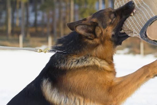 Step-by-step guide on how to do clicker training for dogs