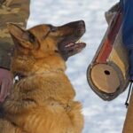 How to Train Your Dog to Shake for Kids Step-by-step guide on how to train your dog to shake hands, perfect for kids learning to interact with pets