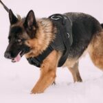 How to Train a Dog to Not Be So Hyper Step-by-step guide on how to train a dog to not be so hyper using positive reinforcement