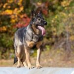 Can Dogs Travel on Melbourne Trains Can Dogs Travel on Melbourne Trains: Know the Rules and Restrictions for Bringing Pets on Public Transportation