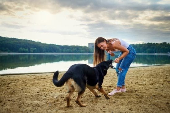 How to Become a Public Service Dog Trainer: Step-by-step guide for aspiring trainers