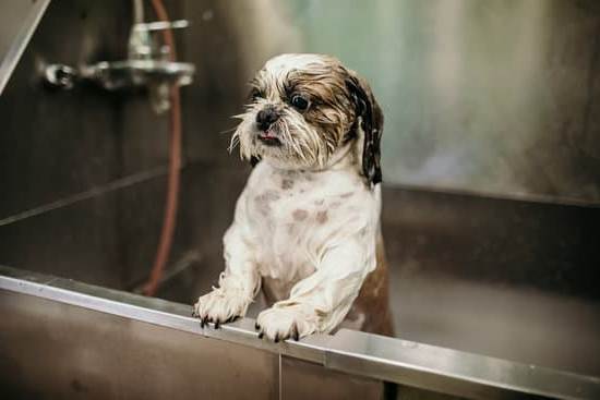 CAN DOGS GO ON TRAINS IN US: Service animals may ride trains with proper documentation