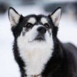 How to Train a Dog Not to Chase Squirrels Effective dog training techniques for preventing squirrel chasing behavior