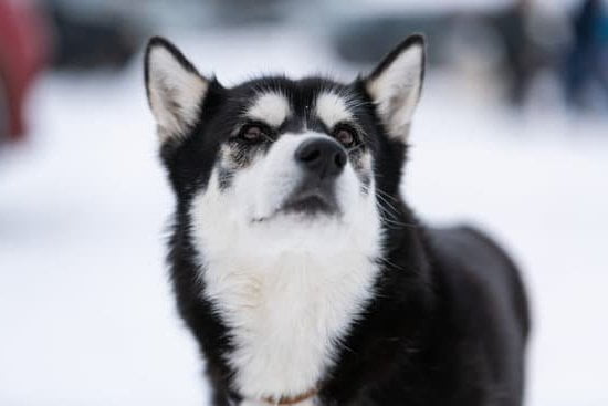 Effective dog training techniques for preventing squirrel chasing behavior