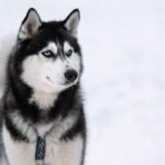 Who Trains Service Dogs in Ariona Professional Dog Trainers for Service Dogs in Arizona