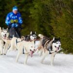 What It Takes to Become a Service Dog Trainer Service Dog Trainer: requirements, training, and dedication to become a certified professional in this rewarding field