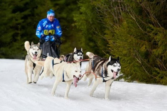 What It Takes to Become a Service Dog Trainer 1 Service Dog Trainer: requirements, training, and dedication to become a certified professional in this rewarding field