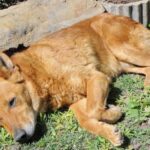 Gravy Train dog food: Protein content information