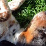 How Do You Train Dogs Not to Bark Training a Quiet Dog: Tips for Teaching Dogs Not to Bark