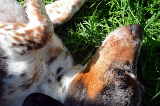 How Do You Train Dogs Not to Bark 1 Training a Quiet Dog: Tips for Teaching Dogs Not to Bark