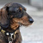 How to Train Dog to Not Bite Furniture Learn how to train your dog to not bite furniture with positive reinforcement training methods