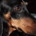 How to Train a Dog to Protect Me Step-by-step guide on how to train a dog to protect me effectively and safely