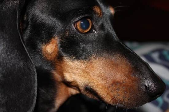 Step-by-step guide on how to train a dog to protect me effectively and safely