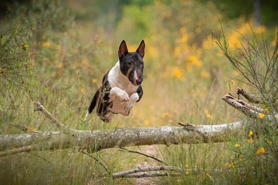 Effective PETSMART DOG TRAINING classes for obedient, happy pets and owners