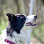 How Old to Start Training a Dog Recommended age for dog training: How old to start training a dog