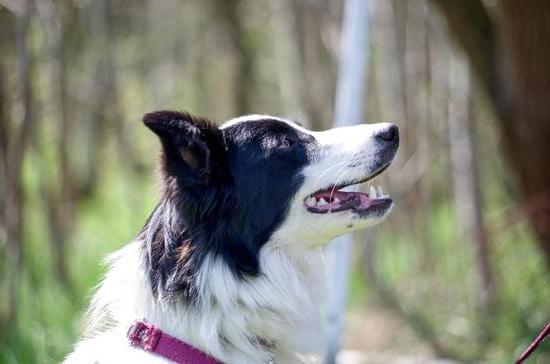 How Old to Start Training a Dog 1 Recommended age for dog training: How old to start training a dog