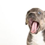 Can Dogs Travel on the Train: A Guide for Pet Owners