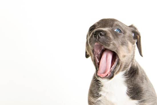 Can Dogs Travel on the Train 1 Can Dogs Travel on the Train: A Guide for Pet Owners