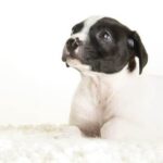 How to Potty Train a French Bull Dog Step-by-step guide on how to potty train a French Bulldog