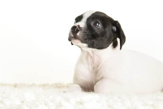 How to train Aspin dog: Positive reinforcement and consistency are key for successful training