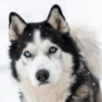 How Do You Puppy Pad Train a Dog Step-by-step guide on how to puppy pad train a dog for convenient indoor potty training
