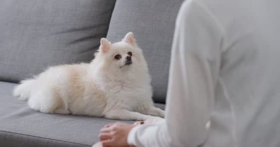 How to Train a Dog Through the 2nd Fear Phase: Positive Reinforcement and Gentle Exposure Techniques