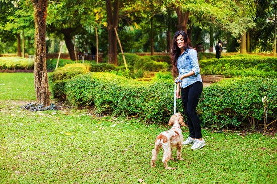 Potty Training Dogs 1 Helpful Guide for Potty Training Dogs with Positive Reinforcement Methods