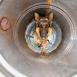 Step-by-step guide on how to train a dog to use the restroom outside