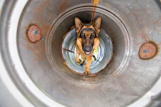 How to Train a Dog to Use the Restroom Outside 1 Step-by-step guide on how to train a dog to use the restroom outside