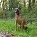 Can You Train a Rescue Dog to Hunt Training a rescue dog to hunt: Yes, it's possible Start with basic obedience and build from there