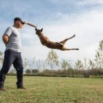 How Get Us Certified Service Dog Training How to Get US Certified Service Dog Training: A Comprehensive Guide