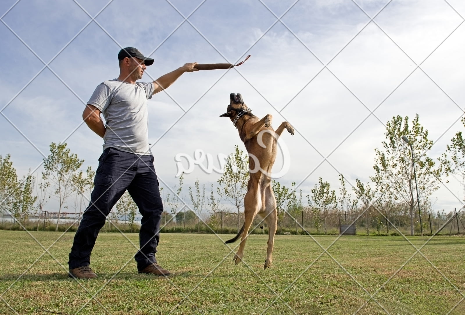 Step-by-step guide on how to train a dog not to jump: positive reinforcement and consistent practice