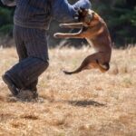 How to Train a Dog to Use Puppy Pad Step-by-step guide on how to train a dog to use puppy pad effectively