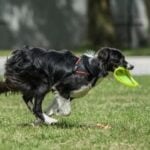 How Do You Train a Dog Not to Chew Furniture How Do You Train a Dog Not to Chew Furniture: Positive Reinforcement Techniques for Behavior Modification