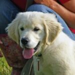 How to Train a Husky Dog: Effective techniques for obedience training and behavior molding