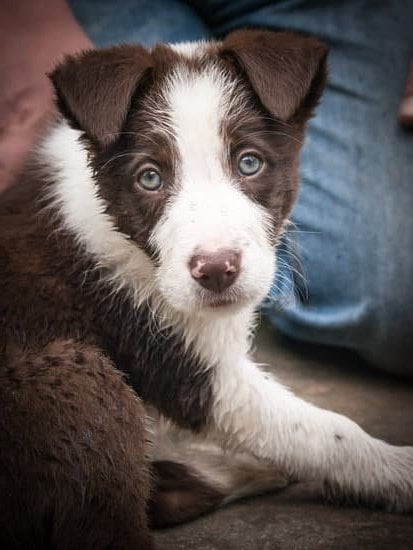 How to Train Dog to Not Bark at Cats 1 Training dog to ignore cats and not bark, the right way - step by step guide