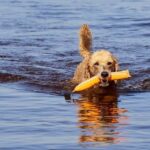 How to Train Dogs to Find Antler Sheds Step-by-step guide on how to train dogs to find antler sheds