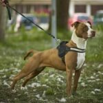 How to Train Adult Dog to Pee on Pad Step-by-step guide: How to train adult dog to pee on pad