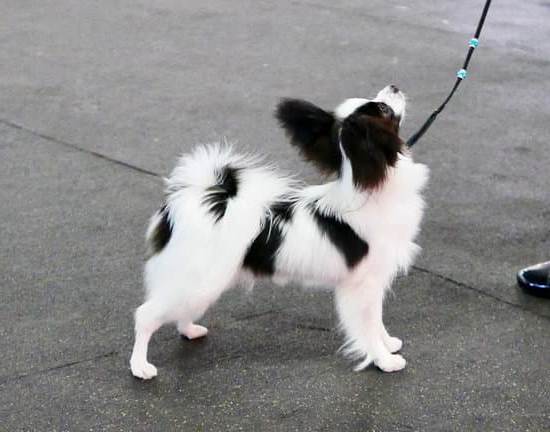 Effective modern dog training for all breeds and ages. A MODERN DOG TRAINING is your partner for success