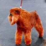 How Hard Is It to Train a Duck Dog How hard is it to train a duck dog - A guide to training your new duck hunting companion