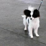 Highly-absorbent dog training pads for easy housebreaking and potty training indoors